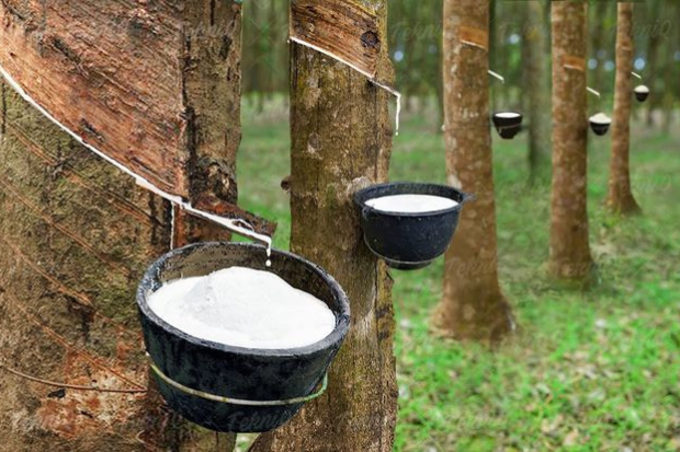 Pohon Karet Memiliki Masa Produktif