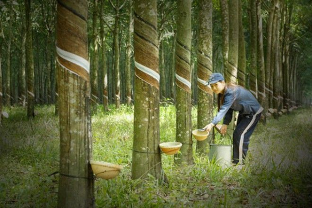 Pohon Karet Menghasilkan Getah Bernilai Ekonomi