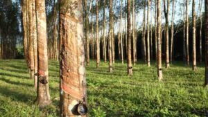 Pohon Karet dan Potensinya bagi Kehidupan
