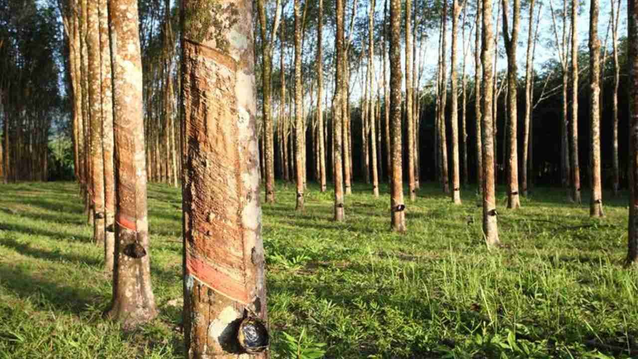 Pohon Karet dan Potensinya bagi Kehidupan