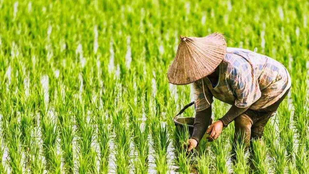 Tanaman Padi, Sumber Pangan yang Penting