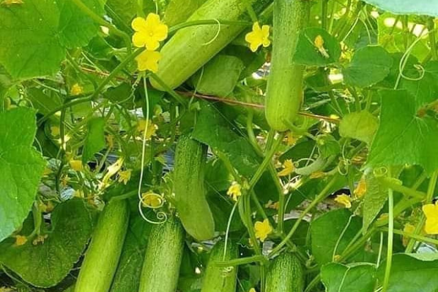 Timun Menjadi Pilihan untuk Menambah Serat