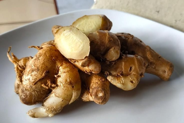 Bahan Jamu Beras Kencur Cukup Sederhana