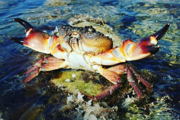 Bentuk Tubuh Kepiting Laut