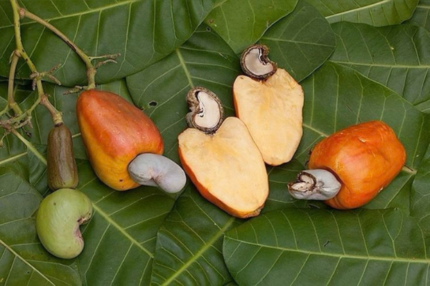 Biji Jambu Monyet Punya Nilai Ekonomi