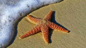 Bintang Laut dan Fakta Menarik tentang Kehidupannya di Laut