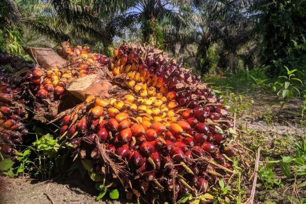 Buah Sawit Menghasilkan Minyak