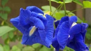 Bunga Telang Punya Warna Cantik dan Banyak Kegunaan