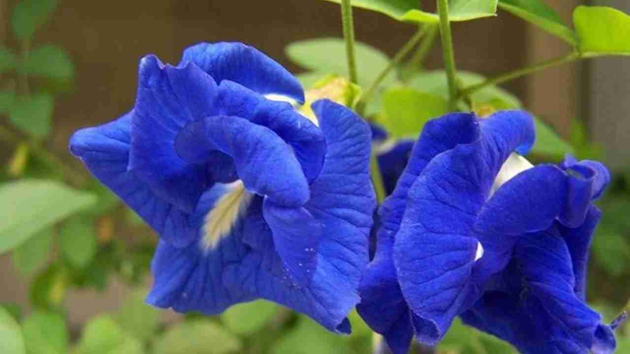 Bunga Telang Punya Warna Cantik dan Banyak Kegunaan