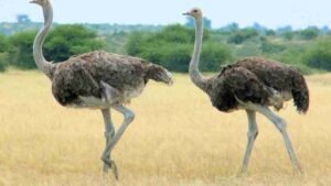 Burung Unta Si Pelari Cepat dari Afrika