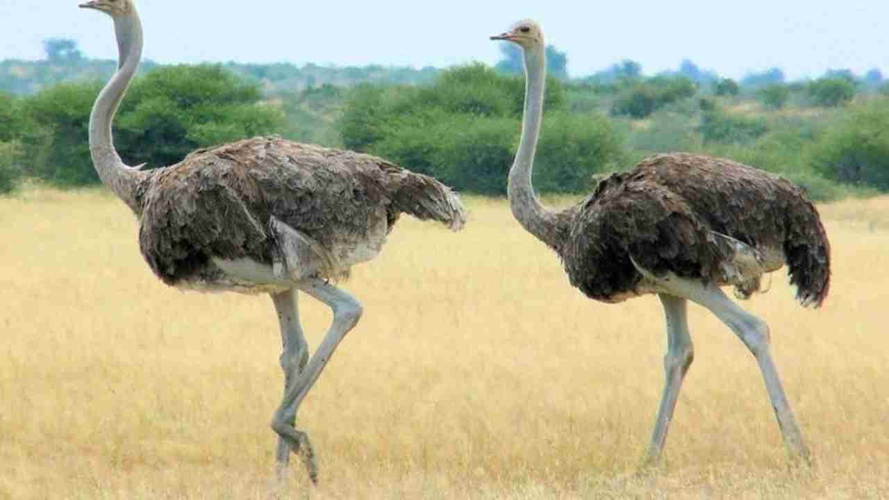 Burung Unta Si Pelari Cepat dari Afrika