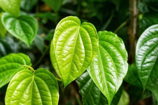 Daun Sirih Banyak Kegunaan dalam Kehidupan Sehari-hari