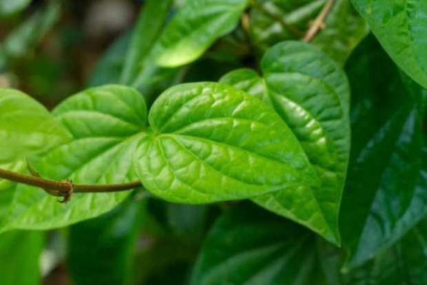 Daun Sirih Punya Aroma yang Khas