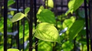 Daun Sirih Punya Banyak Manfaat dan Kegunaan