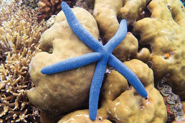 Habitat bintang laut di lingkungan laut