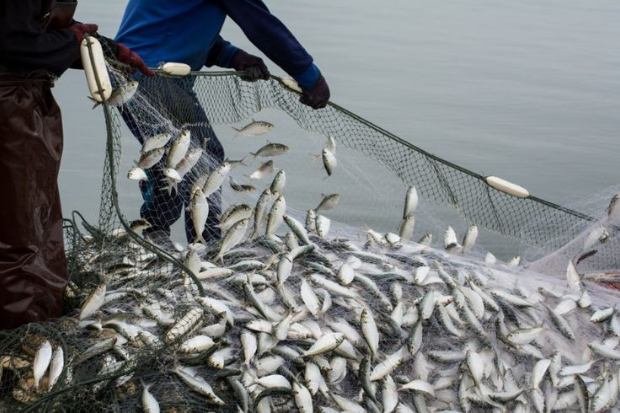 Ikan Asin Tetap Populer