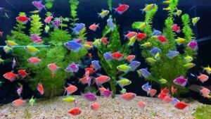Ikan Hias yang Cocok untuk Mengisi Akuarium di Rumah