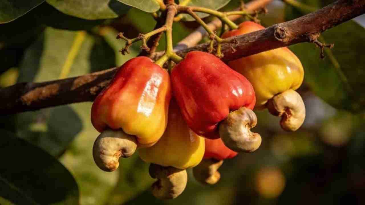 Jambu Monyet Punya Buah Unik dan Banyak Manfaat