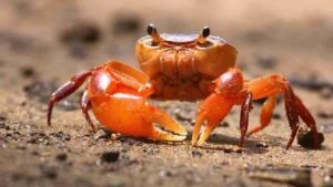 Kepiting Laut Punya Cara Hidup yang Unik di Bawah Air