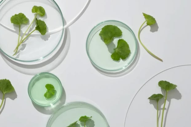 Manfaat Skincare Centella yang Banyak Dicari
