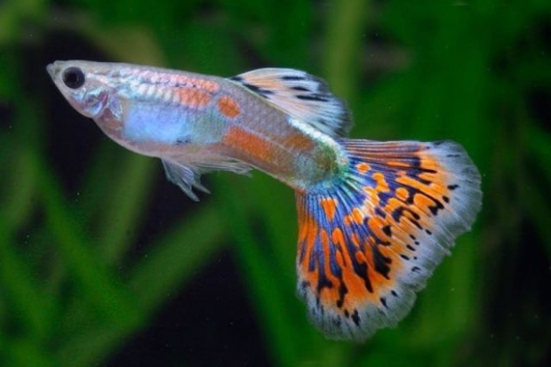 Mengenal Ikan Hias dan Daya Tariknya