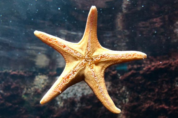 Peran bintang laut dalam ekosistem laut