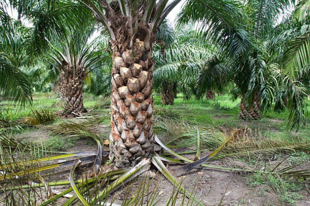 Perkebunan Pohon Sawit Perlu Dikelola dengan Baik