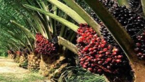 Pohon Sawit Jadi Tanaman Penting di Indonesia